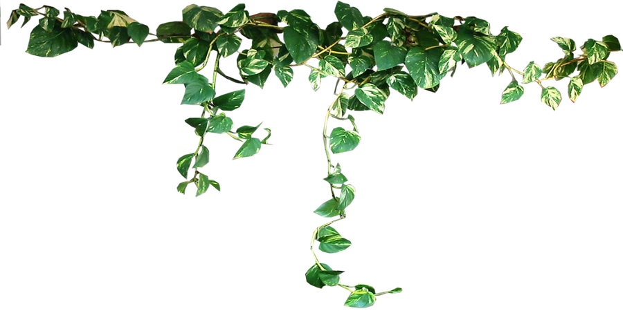 draped_devils_ivy_by_lilipilyspirit-d4zij52.png